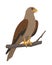 Hawk, kite or brown eagle bird sitting on branch.