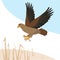 Hawk or kite predatory bird flies or attacks.