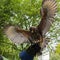 Hawk landing on a Falconry Gauntlet