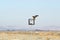 Hawk landing on a Nevada highway sign