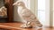 Hawk Look Bird Resin Sculpture For Natural Home Decor