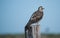 Hawk looking for a meal