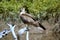 Hawk at Magnetic Island