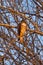 Hawk in McGinnis Canyons NCA Portrait