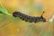 Hawk moth caterpillar (Hyles euphorbiae)