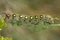 Hawk moth caterpillar (Hyles gallii)