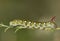 Hawk moth caterpillar (Hyles gallii)