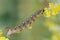 Hawk moth caterpillar (Hyles gallii)