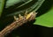 Hawk Moth Caterpillar or Larva Head and Front Legs