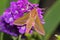 Hawk moth (Deilephila elpenor)