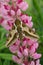 Hawk moth (Hyles euphorbiae)