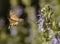 Hawk moth, macroglossa stallatarum