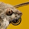 Hawk-moth portrait, extreme magnification