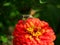 Hawk moths and zinnia flower