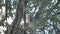 Hawk in oak tree