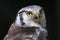 Hawk owl