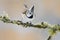 Hawk Owl with catch brown mouse during winter with snow flake. Wildlife scene from Norway nature. Owl feeding mouse on the tree br