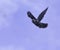 Hawk Owl Flies Over Dufferin Marsh