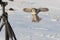 Hawk owl hunts on mouse in flight in winter over the field