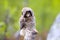 Hawk owl in Scandinavian taiga
