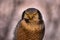 Hawk owl, Surnia ulula, hidden in pine tree. Hawk owl pink violet twilight night. Winter wildlife in Sweden. Blizzard with cute