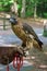 Hawk perched on a thick leather handler\\\'s glove