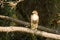 Hawk perches in a tree looking for prey