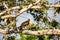 Hawk perches in a tree looking for prey