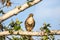 Hawk perches in a tree looking for prey