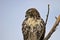 Hawk portrait with copy space on left blue sky area