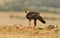 hawk poses with food