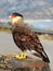 Hawk raptor caracara portrait