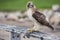 A Hawk\'s Dinner