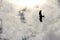 Hawk Silhouette Flying in the Clouds