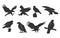 Hawk silhouettes, Flying hawk silhouette, Tribal hawk silhouette, Hawk vector illustration