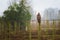 Hawk sits on post in foggy weather