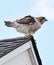 Hawk Sitting on Corner of Barn  Rooftop