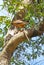 Hawk with snake in tree