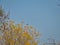 Hawk Soaring Above Trees: Red-tailed hawk bird of prey soars above a brightly colored fall tree