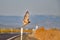 A Hawk Taking off from a pole, at Lower Lake