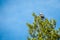 A hawk on top of a tree in Lake Texoma, Texas