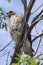 Hawk in a tree.