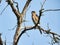 Hawk on a Tree: A Copper`s Hawk bird of prey raptor perched on a bare tree