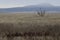 Hawk Tree Secluded Grassland Landscape