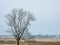 Hawk in a Tree in the Snow: A red-tailed hawk perched high in the tree on a frigid cold winter overcast day overlooking the