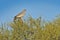 Hawk on the tree. Wild Pale chanting goshawk, Melierax canorus, bird of prey from Kalahari desert hunting rodents. Colorful raptor