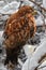 Hawk waiting for prey in winter - hawk with snow on the feathers sitting in a tree - bird of prey - falcon, eagle