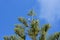 Hawk waits patiently on top of a pine tree at Lord Howe Island