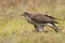 Hawk with wild pheasant