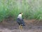 Hawk in the wild - Southern crested caracara CarcarÃ¡